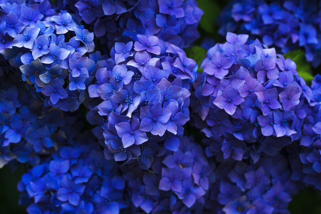 A deep blue hydrangea in full bloom