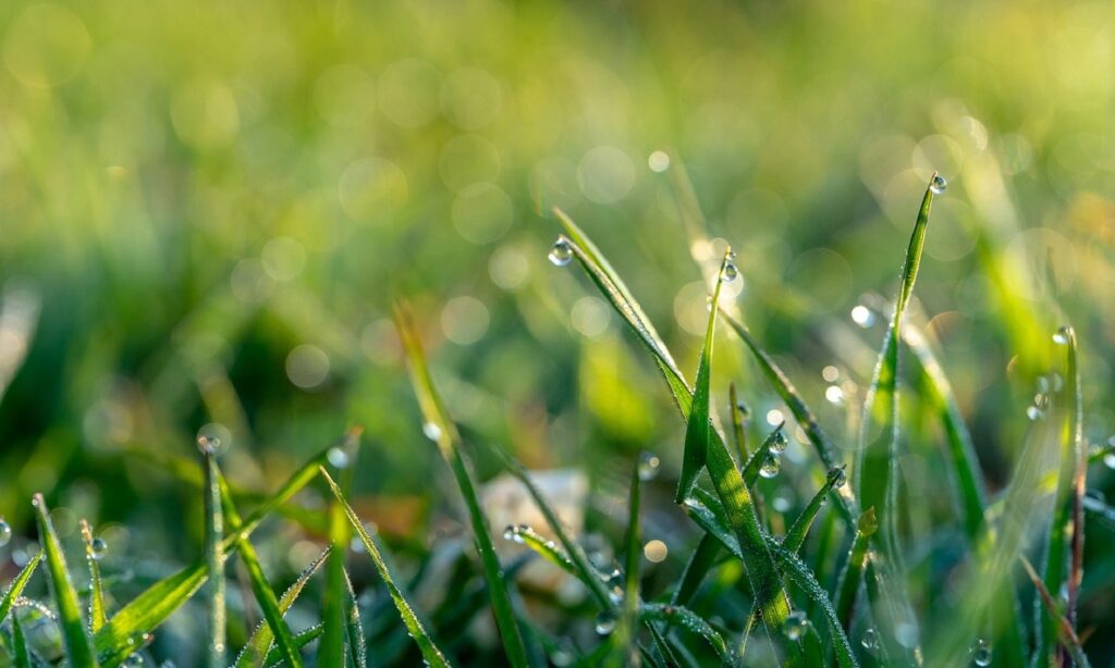 Close up of morning dew on grass. 