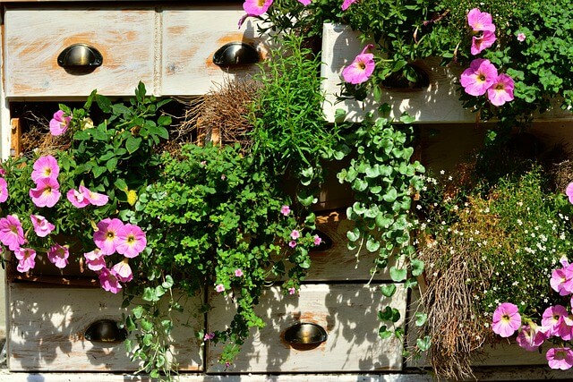 Petunias in a balcony garden