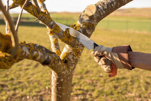 A person cutting a thick branch of an apple tree with a saw