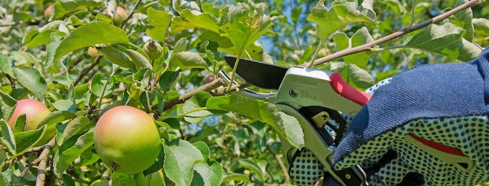 Pruning an apple tree