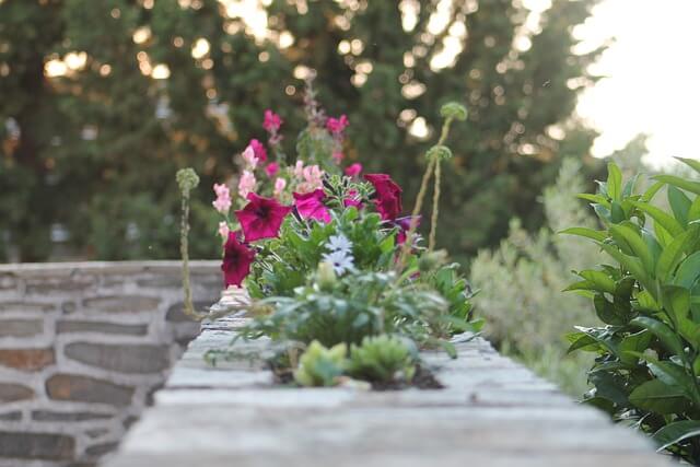 Flowers growing in the wall