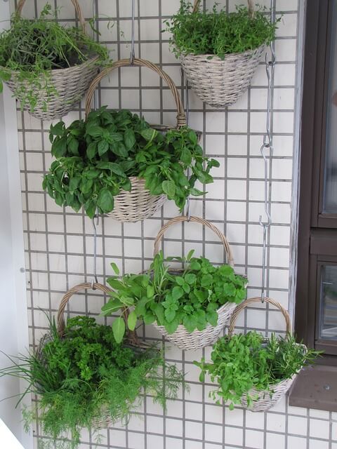 Herbs growing in a vertical garden