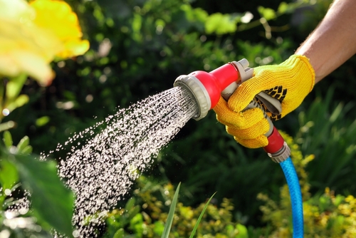 A person watering a plant with a garden hose
