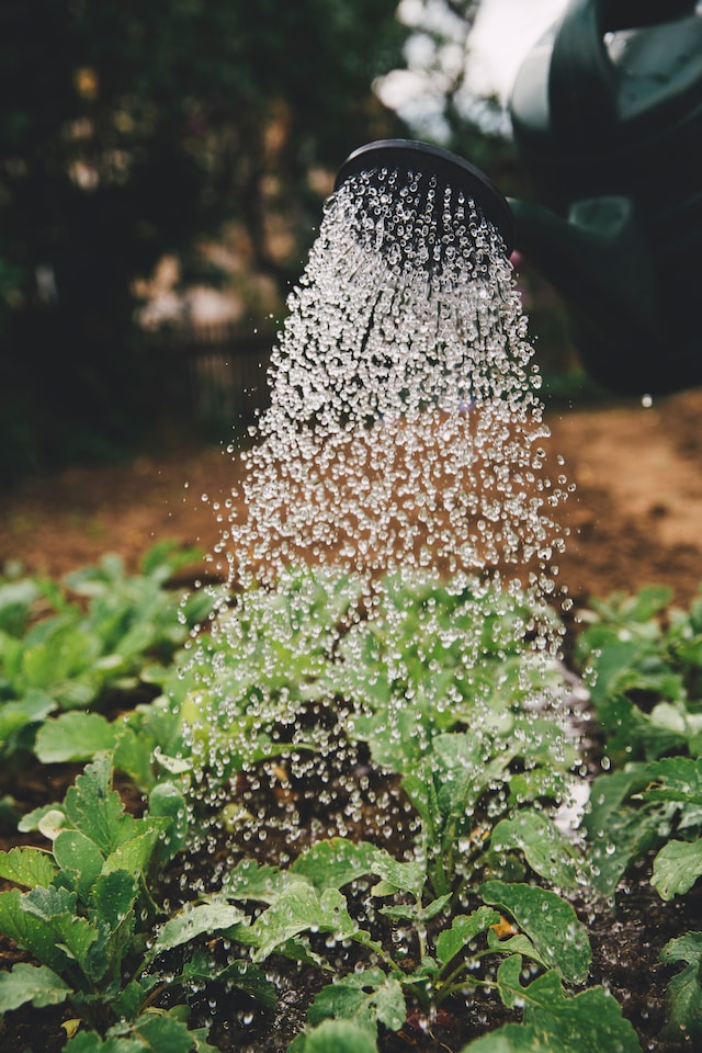 watering a garden plant with a watering can