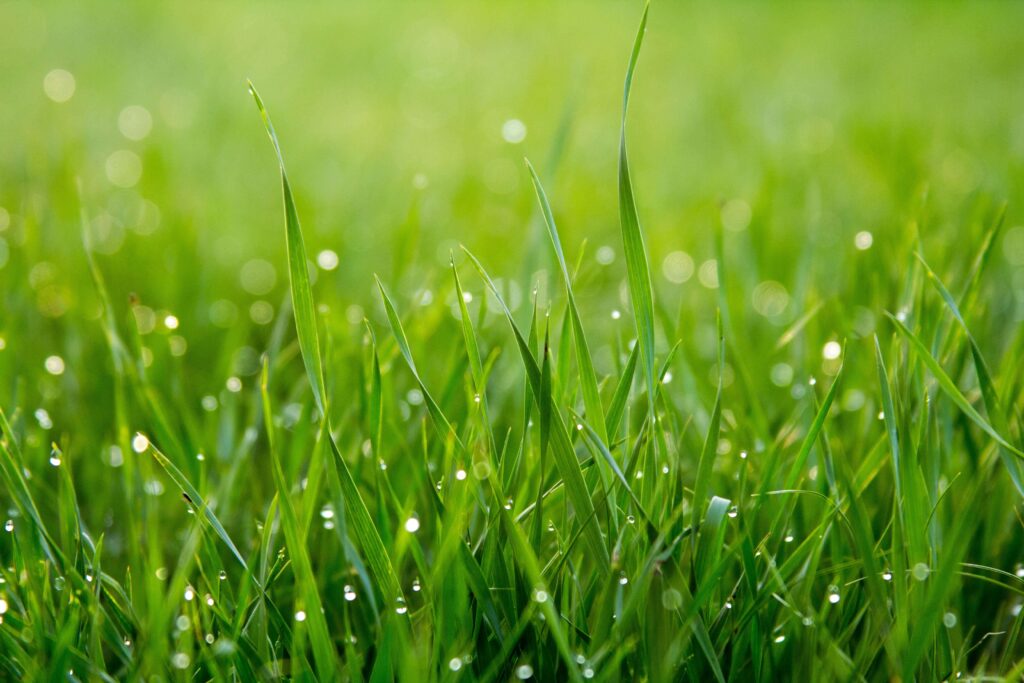 Close-up of damp grass