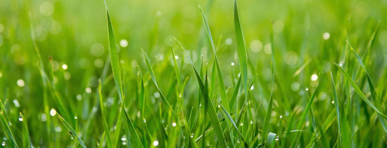 Close-up of damp grass