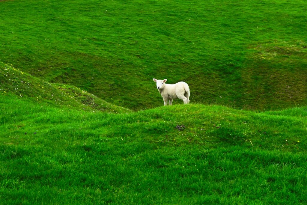A lamb in a field of grass
