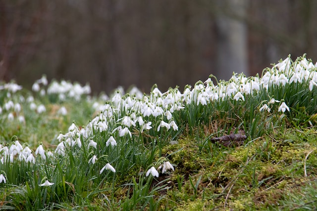 A cluster of Snowdrops on mossy ground