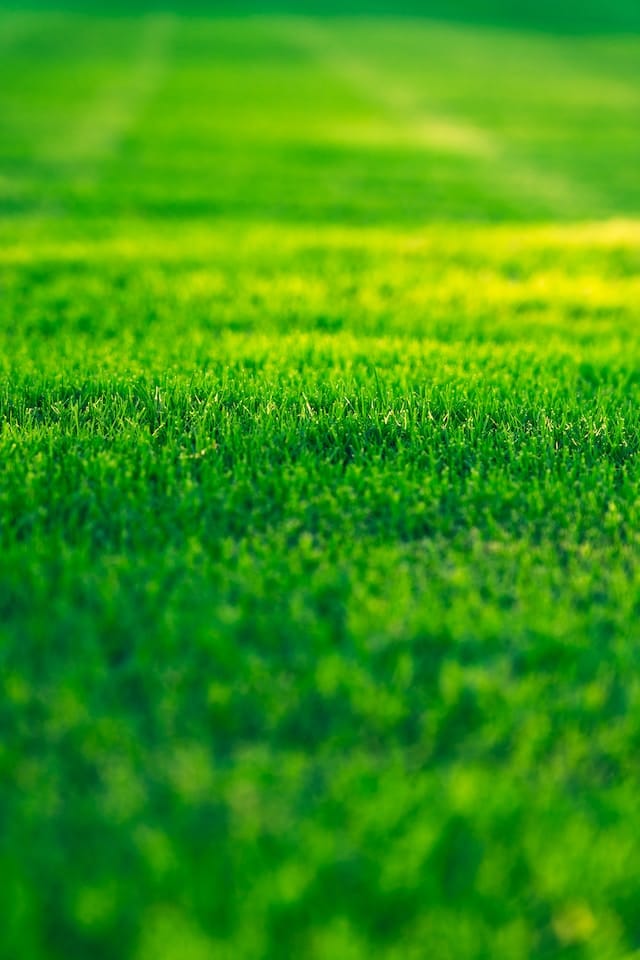 A millet-free lawn