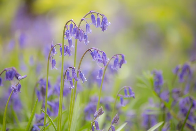 Bluebells, close up, in the wild