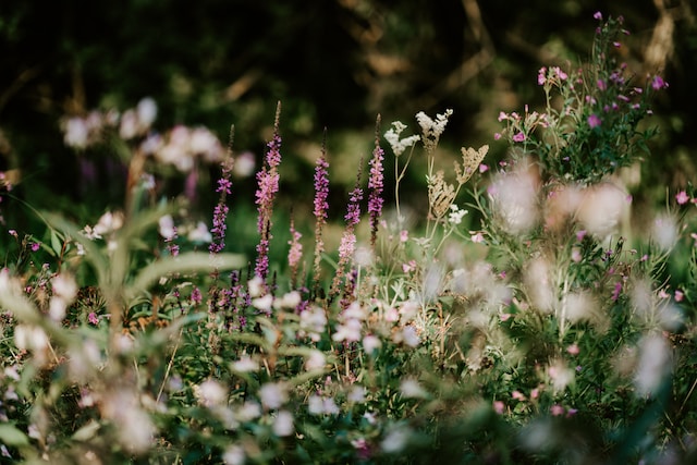 Autumnal wildflowers in the wild