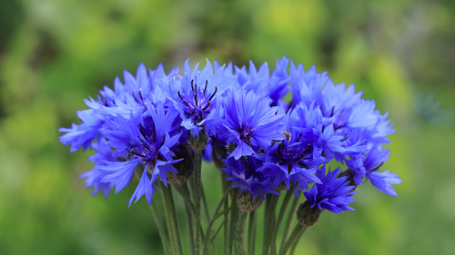 A bunch of deep blue cornflowers