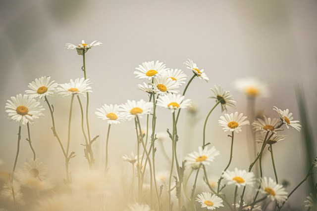 A cluster of long-stemmed common daisies