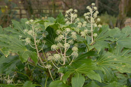 a fatsia japonica winter flowering plant