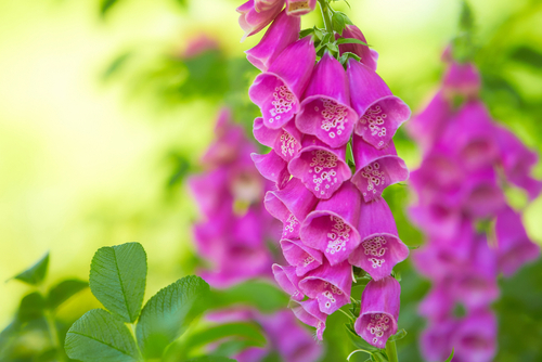 A stem of foxglove flowers