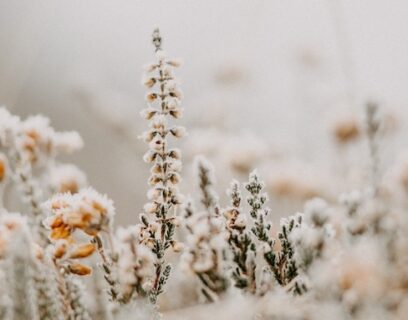 Frosty flowers in a garden