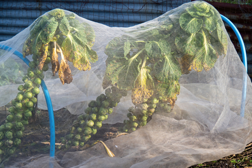 Horticultural fleece covering brussel sprouts in the ground