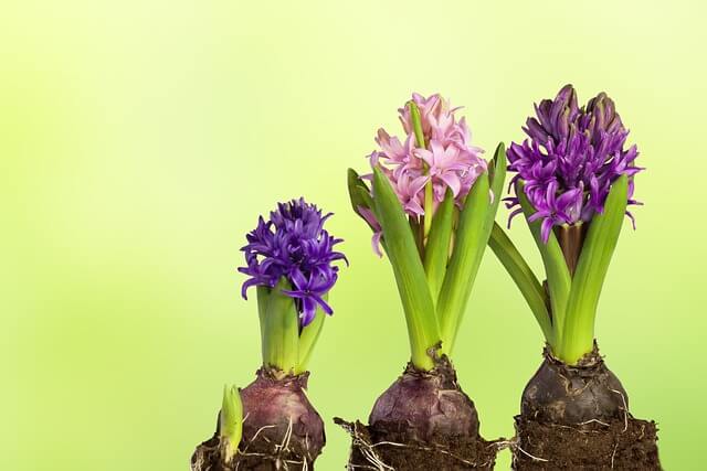 Hyacinth bulbs sprouting