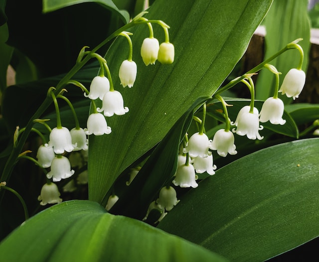 Lily of the Valley close up