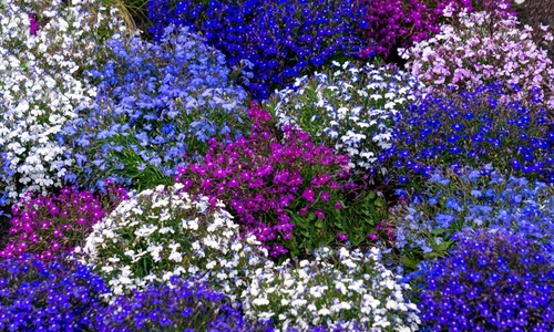 Multi-coloured lobelia