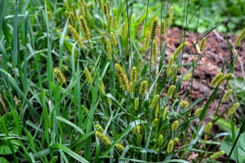 Millet growing in an overgrown lawn