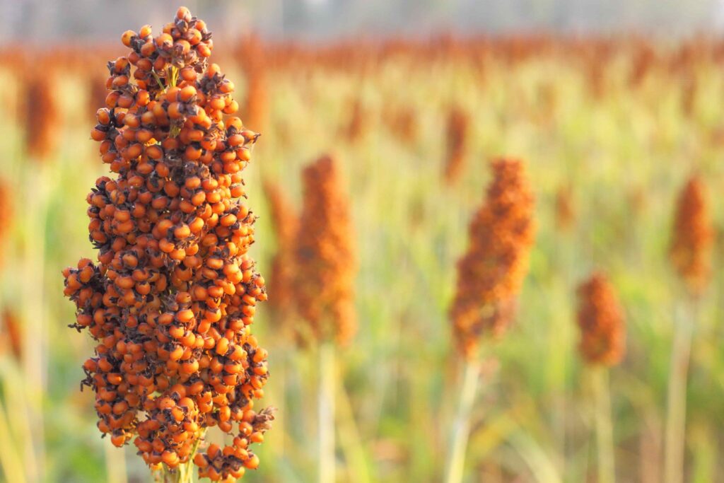 Red millet in a field