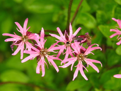 A little cluster of Ragged Robin flowers
