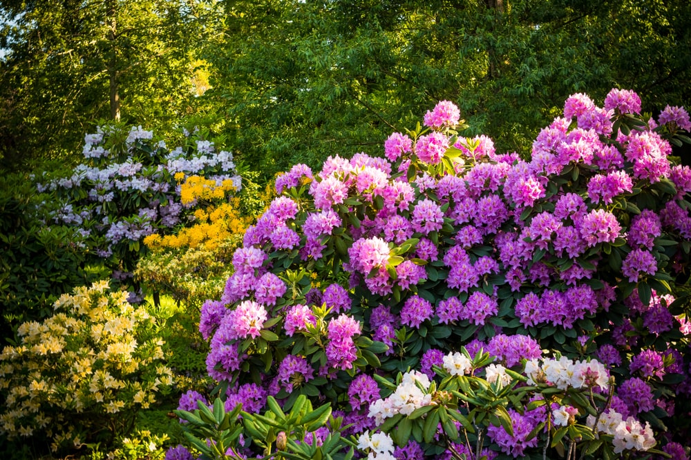 A colourful rhododendron in a shady garden