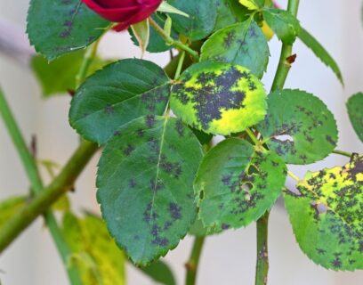 Black spots on rose leaves, indicating infection