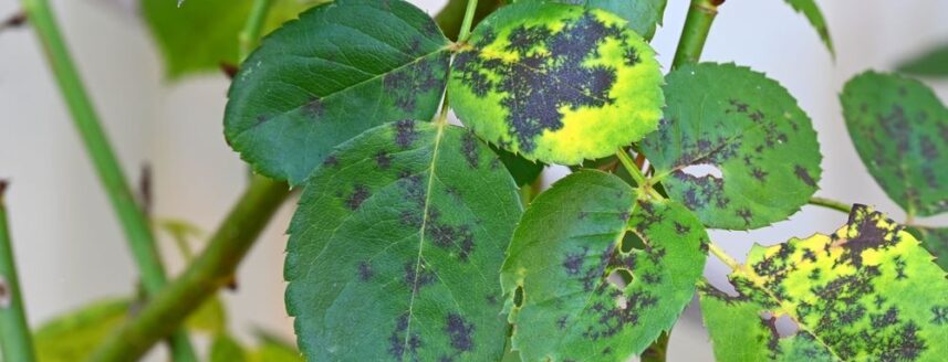 Black spots on rose leaves, indicating infection