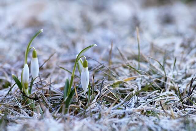 Snowdrops growing in frosty grass