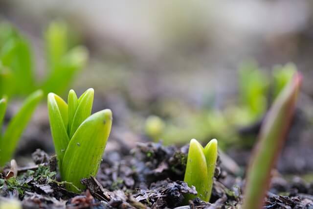 Tulips poking through the soil surface