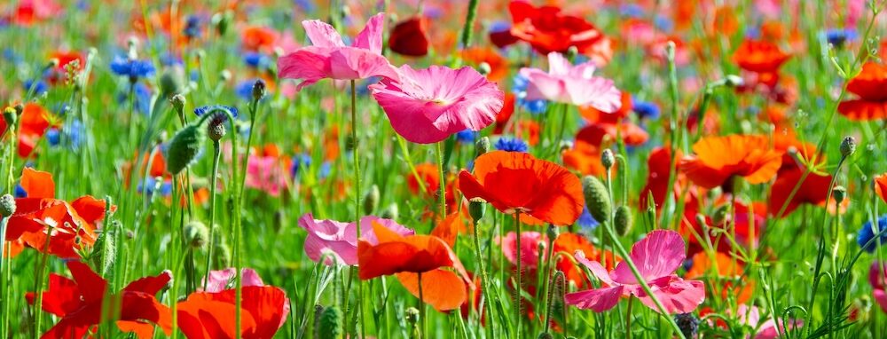 A stunning wildflower meadow