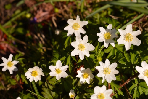 Wood anemones in the wild