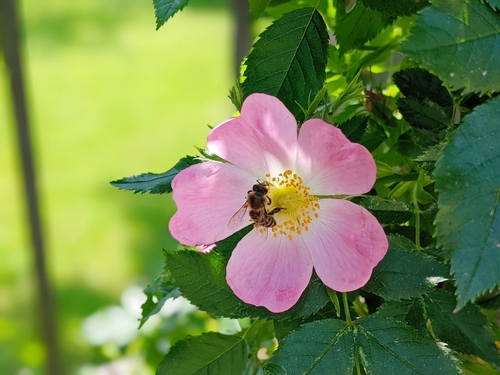 A bee taking nectar from a dog rose flower