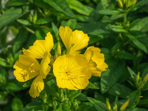 A cluster of yellow primroses