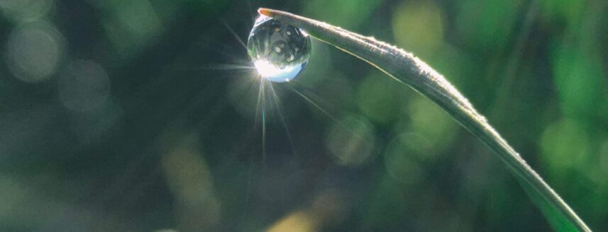 grass with drop