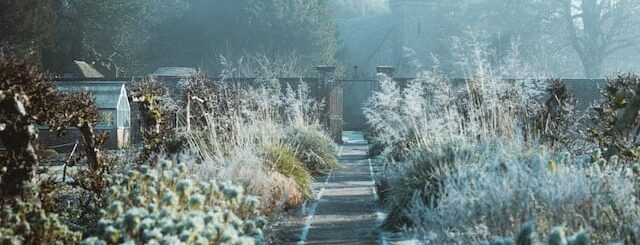 A frost winter garden