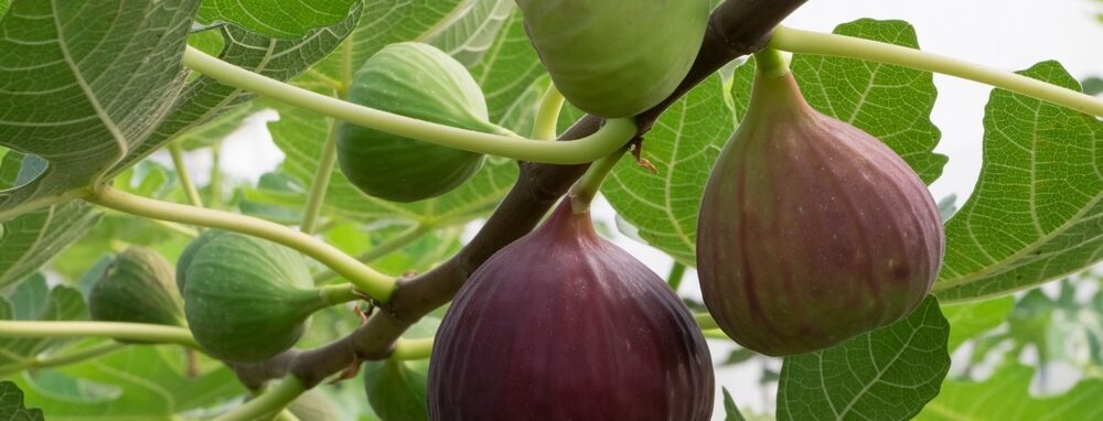 Figs on the branch