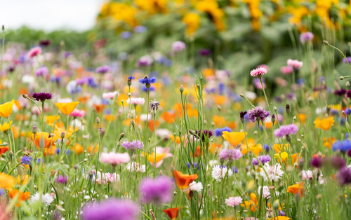 A lovely meadow of colourful wildflowers.