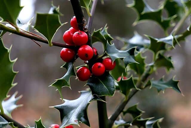 Holly bush, with a cluster of bright red berries. 