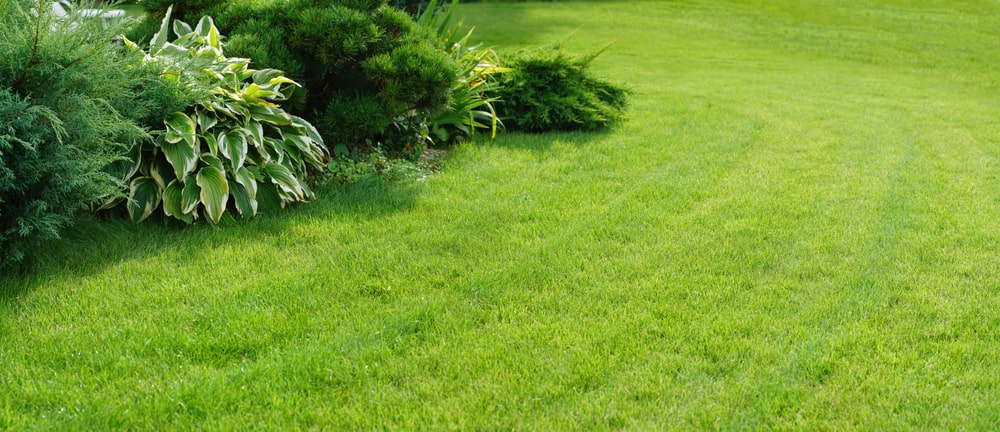 A beautifully levelled out lawn