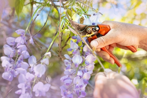 Pruning wisteria with secateurs