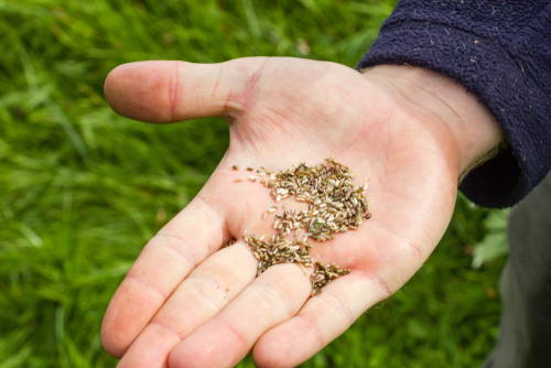 A man's hand holding wildflower seeds