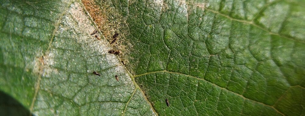 Thrips on a damaged leaf