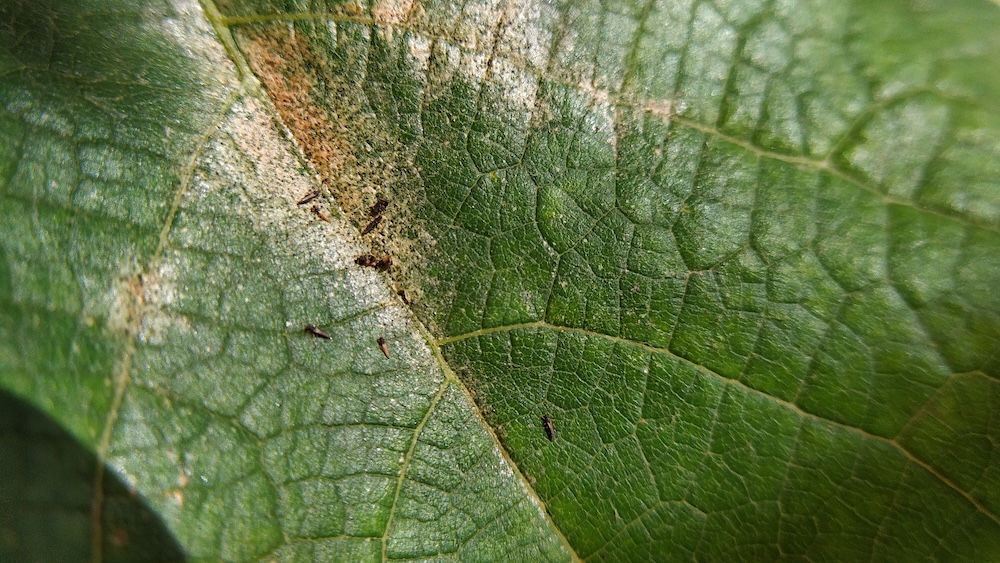 Thrips on a damaged leaf