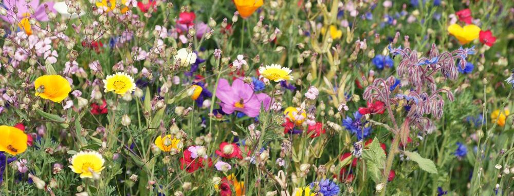 A beautiful wildflower meadow