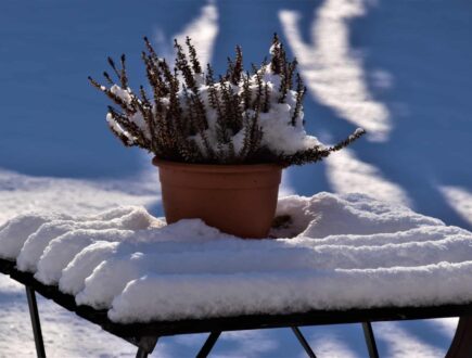 a potted plant in the snow