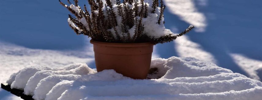 a potted plant in the snow